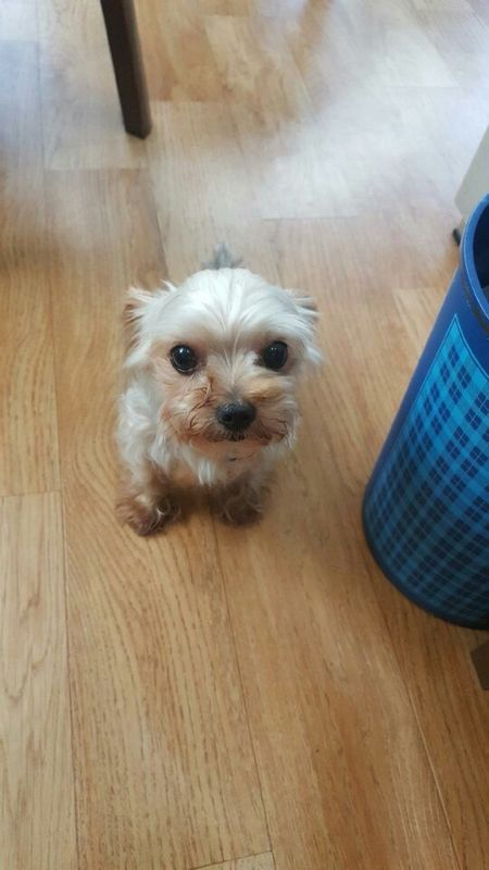 유기동물 발견 신고 | 강아지 고양이 구조 보호중 - 펫찾기 20번째 사진