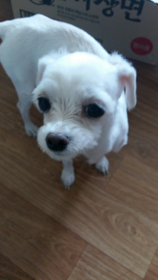 유기동물 발견 신고 | 강아지 고양이 구조 보호중 - 펫찾기 9번째 사진