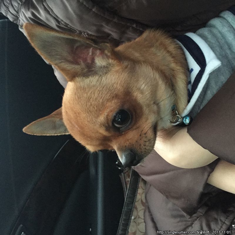 유기동물 발견 신고 | 강아지 고양이 구조 보호중 - 펫찾기 30번째 사진