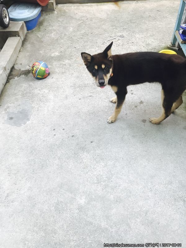 유기동물 발견 신고 | 강아지 고양이 구조 보호중 - 펫찾기 5번째 사진