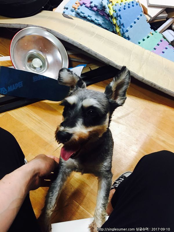 유기동물 발견 신고 | 강아지 고양이 구조 보호중 - 펫찾기 17번째 사진