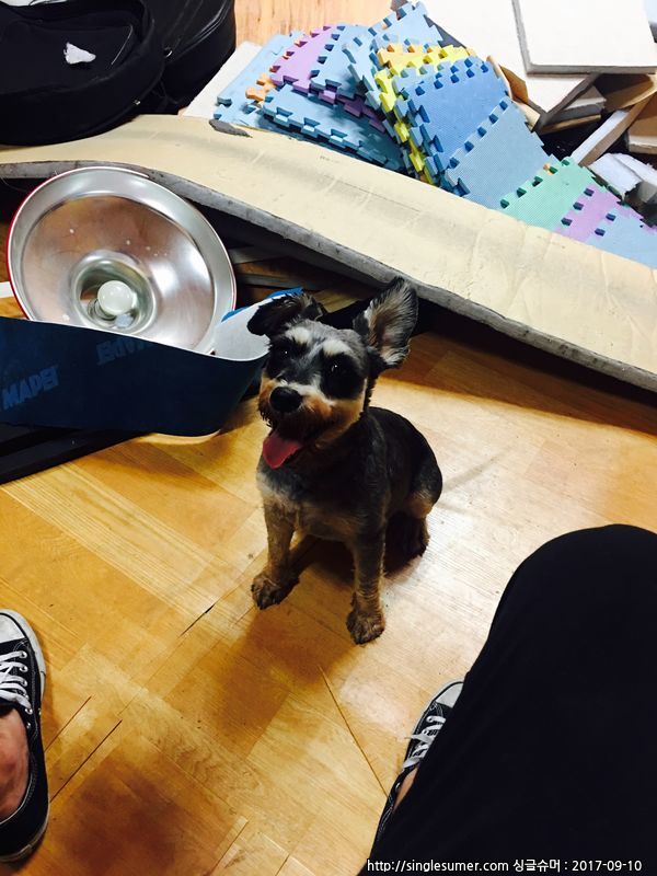 유기동물 발견 신고 | 강아지 고양이 구조 보호중 - 펫찾기 18번째 사진