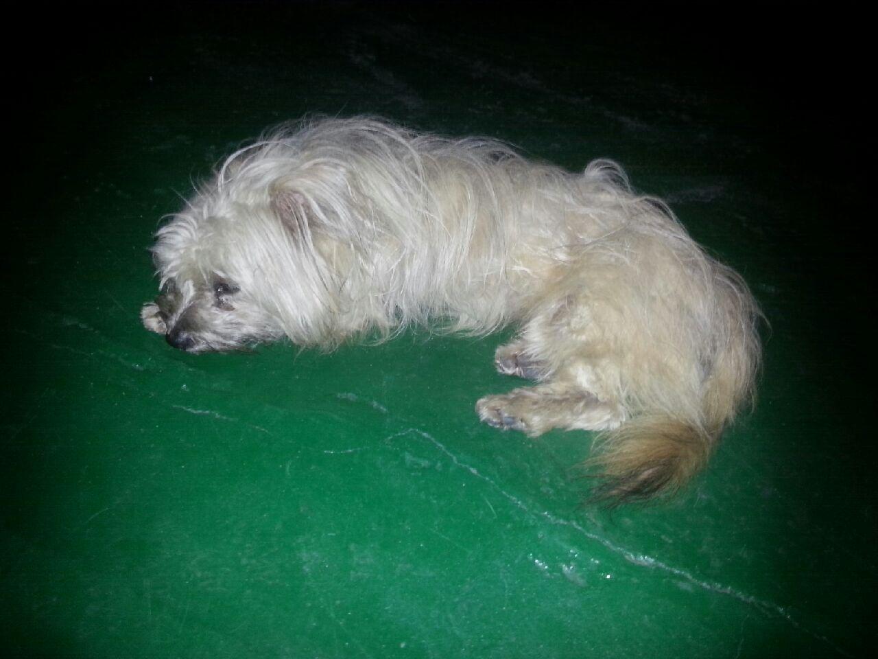 유기동물 발견 신고 | 강아지 고양이 구조 보호중 - 펫찾기 12번째 사진