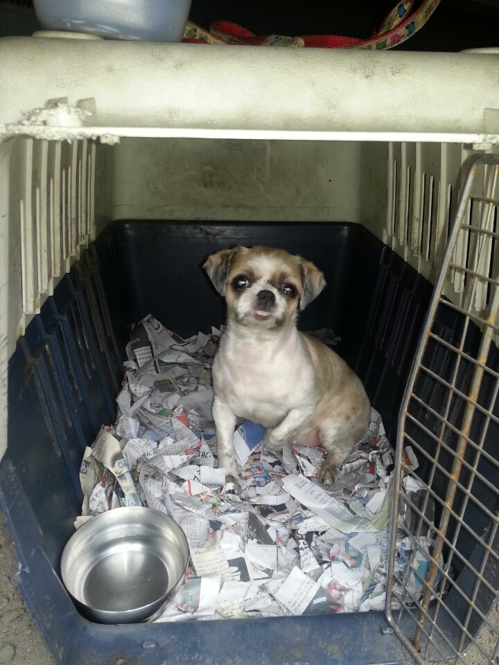 유기동물 발견 신고 | 강아지 고양이 구조 보호중 - 펫찾기 9번째 사진