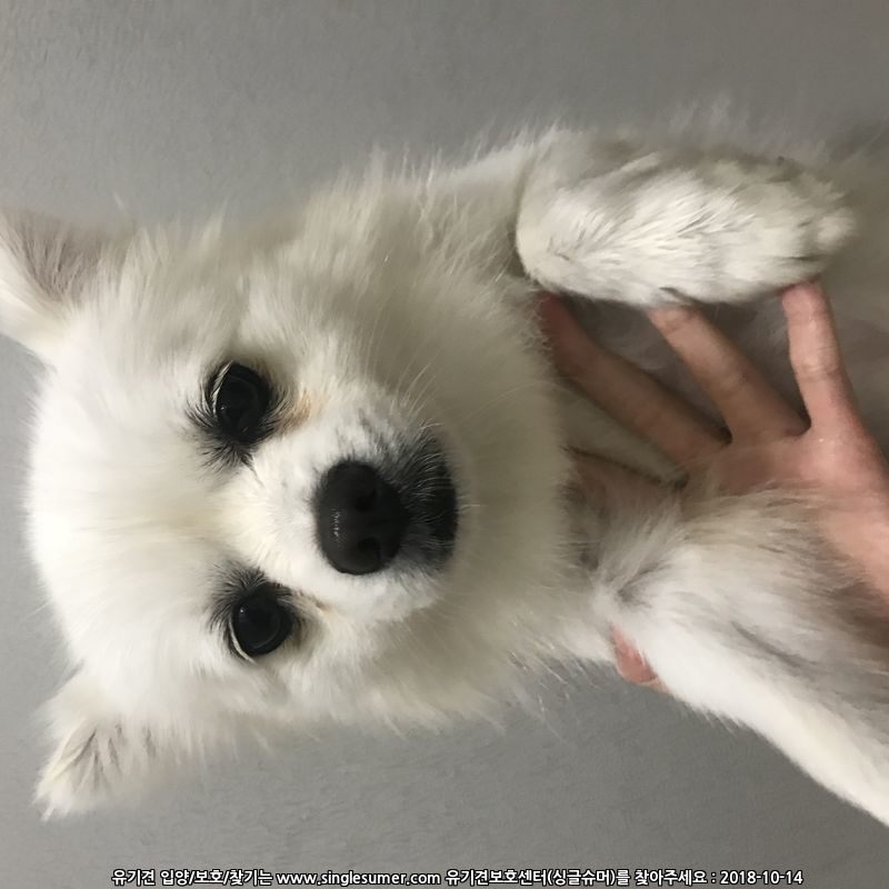 흰색 스피츠 보호중입니다.