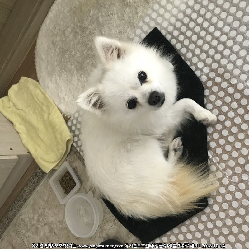 흰색 스피츠 보호중입니다. 2번째 사진