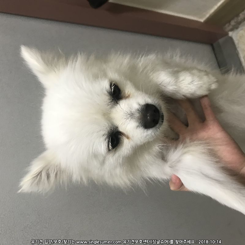 흰색 스피츠 보호중입니다. 3번째 사진
