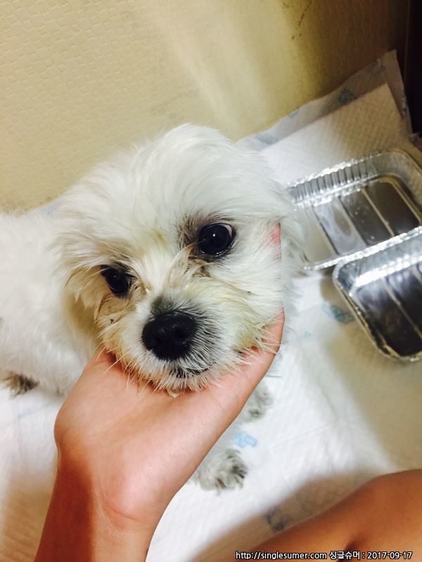 유기동물 발견 신고 | 강아지 고양이 구조 보호중 - 펫찾기 28번째 사진