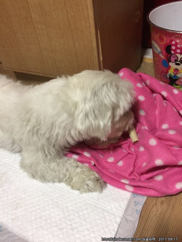 유기동물 발견 신고 | 강아지 고양이 구조 보호중 - 펫찾기 29번째 사진