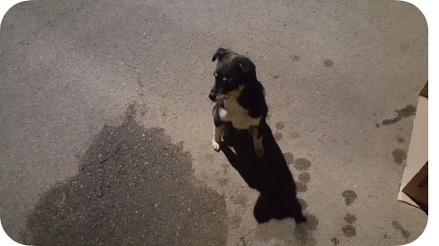 유기동물 발견 신고 | 강아지 고양이 구조 보호중 - 펫찾기 2번째 사진