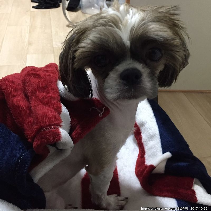 유기동물 발견 신고 | 강아지 고양이 구조 보호중 - 펫찾기 12번째 사진