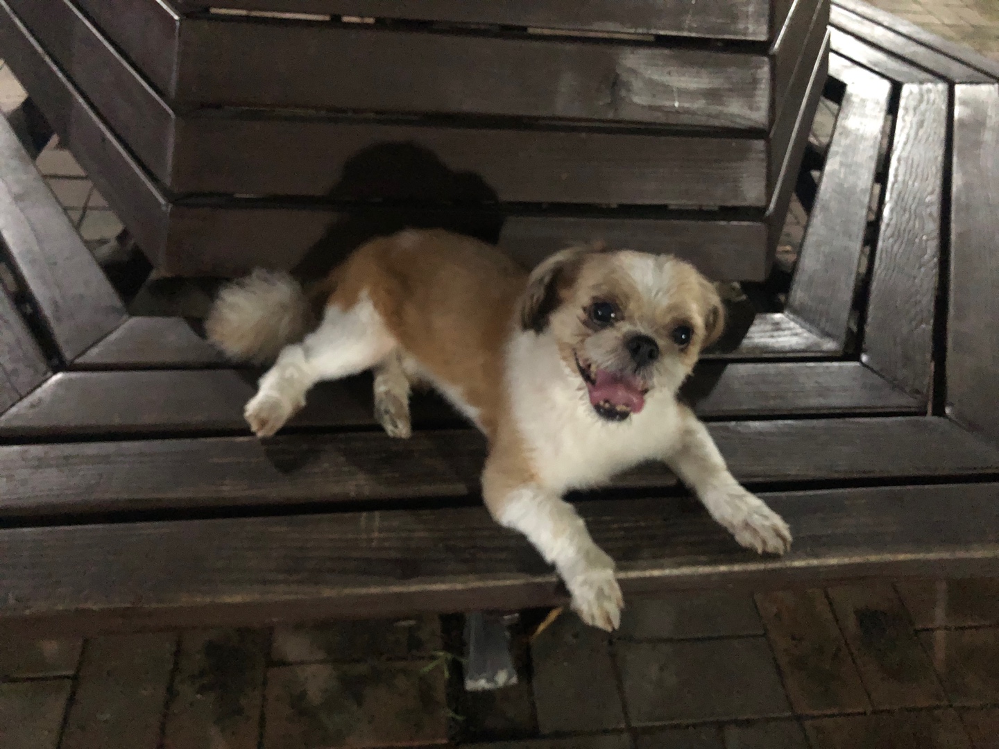 시츄 보호 중 2번째 사진