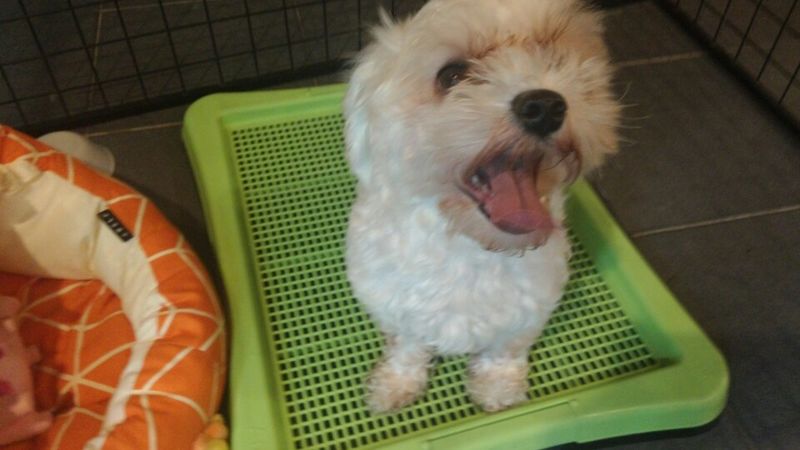 유기동물 발견 신고 | 강아지 고양이 구조 보호중 - 펫찾기 18번째 사진