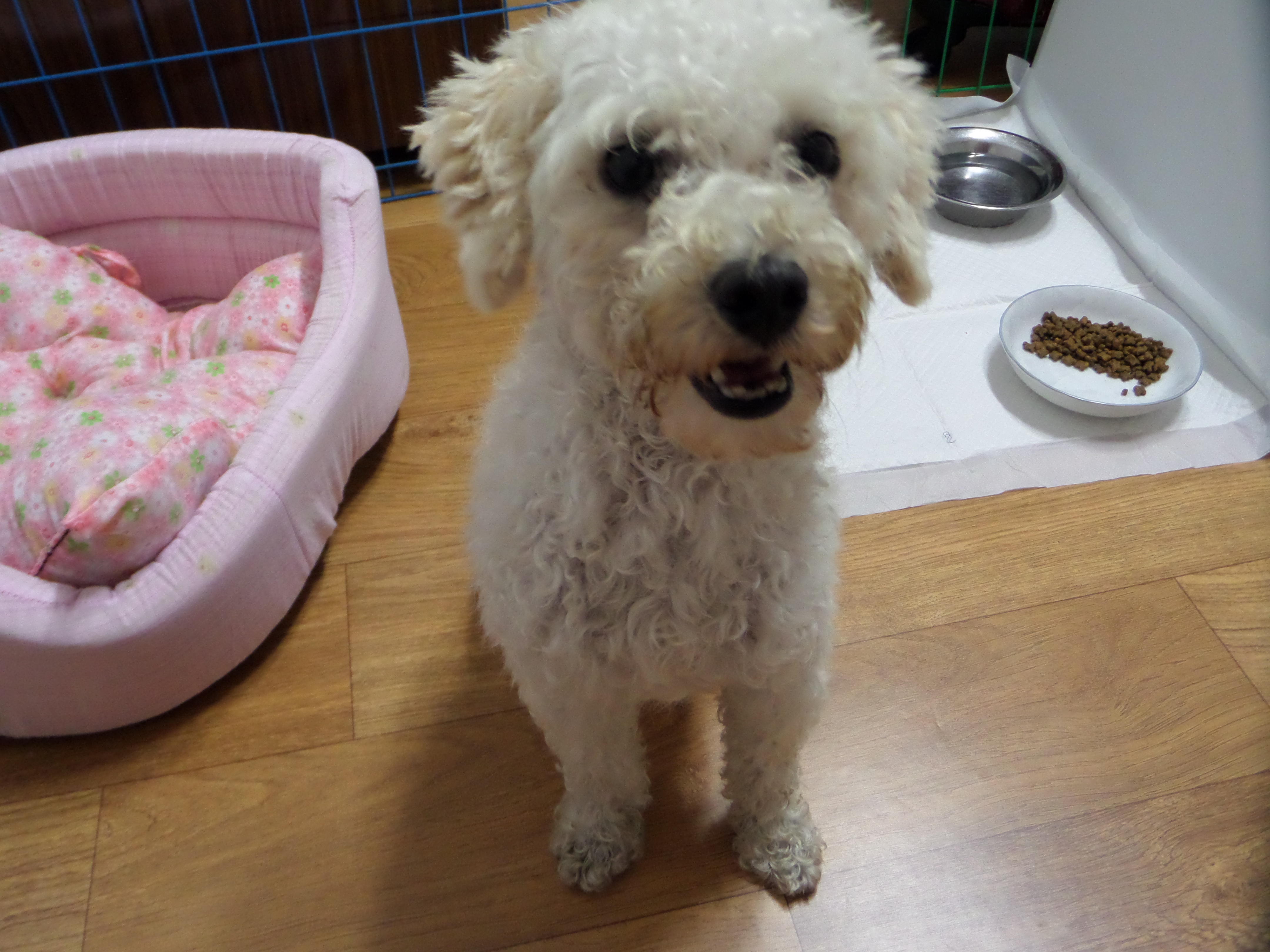 유기동물 발견 신고 | 강아지 고양이 구조 보호중 - 펫찾기 21번째 사진