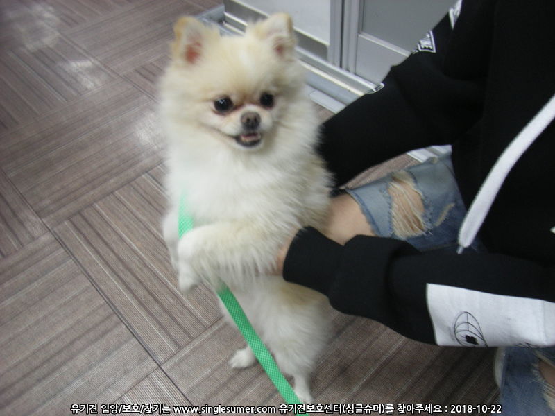 부산시 금정구 포매라니안 주인찾아요