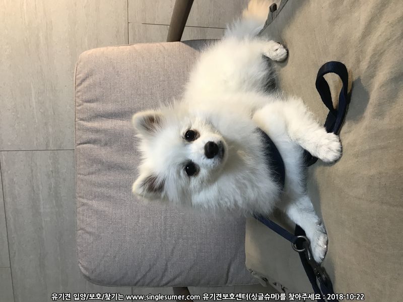 스피츠 주인찾습니다. 김해