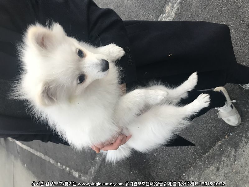 스피츠 주인찾습니다. 김해 3번째 사진