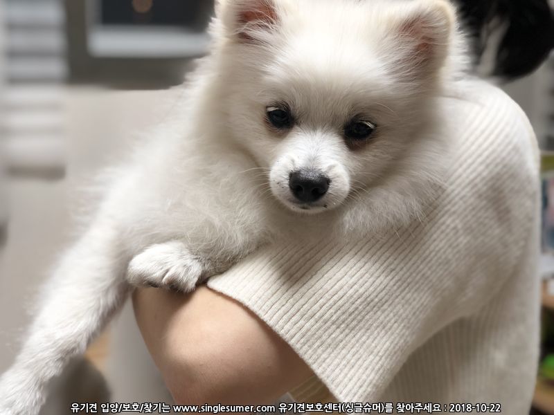 스피츠 주인찾습니다. 김해 2번째 사진