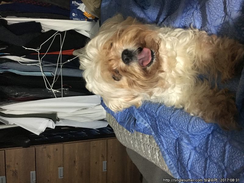 유기동물 발견 신고 | 강아지 고양이 구조 보호중 - 펫찾기 4번째 사진