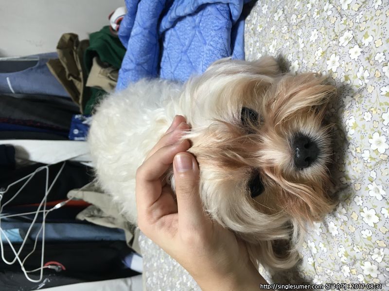 유기동물 발견 신고 | 강아지 고양이 구조 보호중 - 펫찾기 5번째 사진