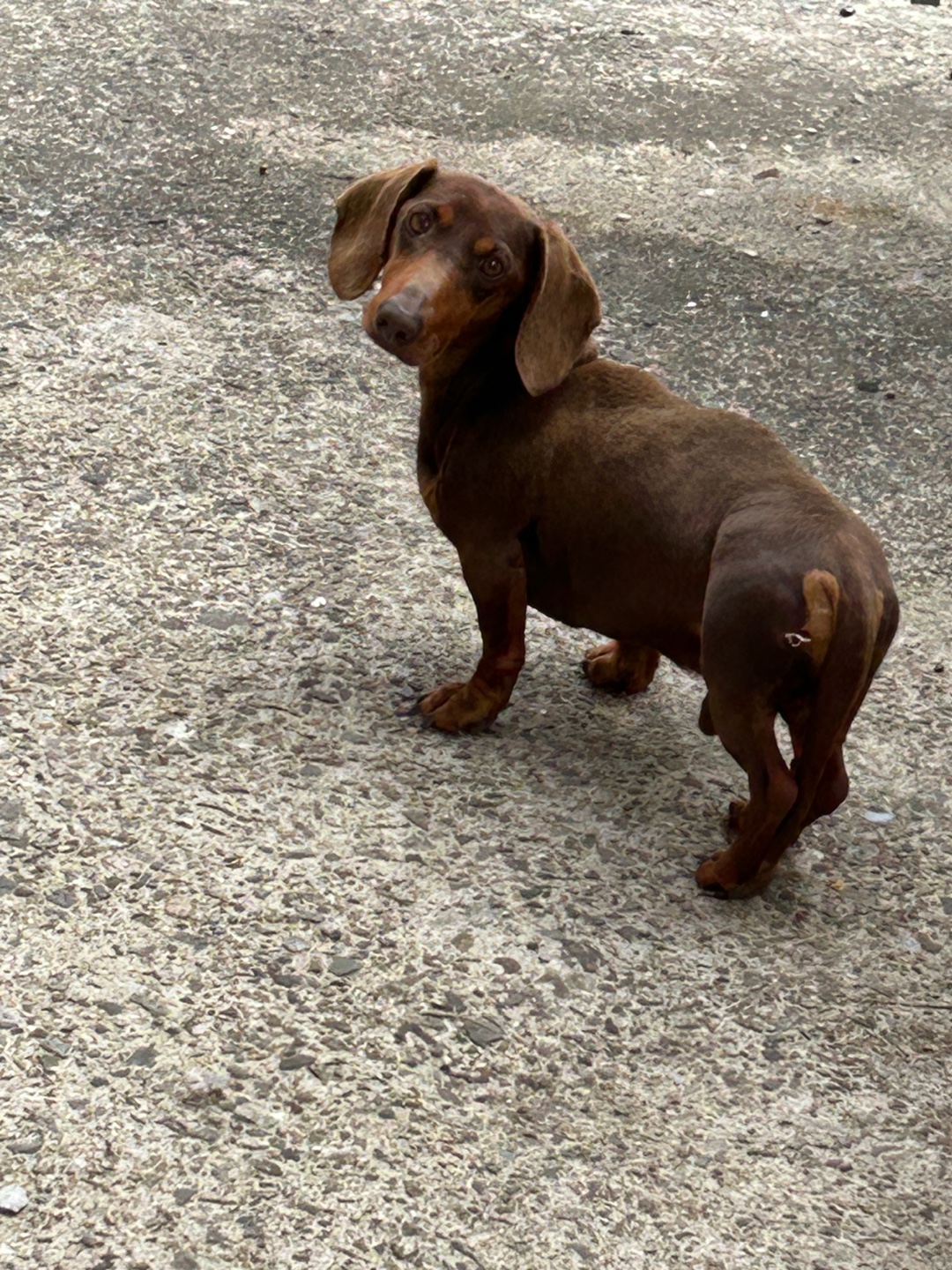유기동물 발견 신고 | 강아지 고양이 구조 보호중 - 펫찾기