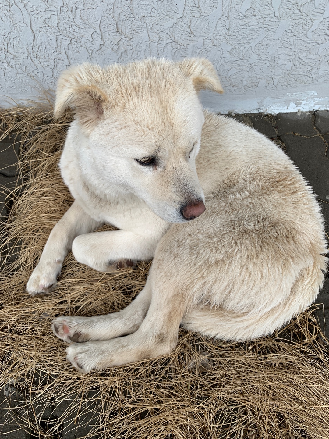 유기동물 발견 신고 | 강아지 고양이 구조 보호중 - 펫찾기 12번째 사진