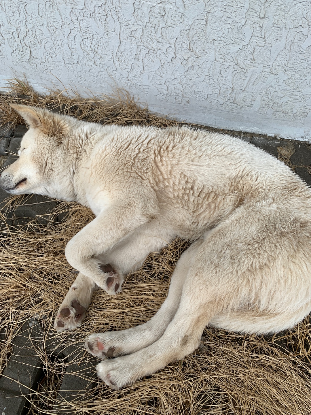 유기동물 발견 신고 | 강아지 고양이 구조 보호중 - 펫찾기 13번째 사진