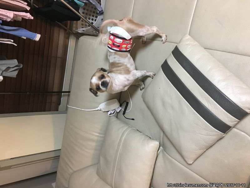 유기동물 발견 신고 | 강아지 고양이 구조 보호중 - 펫찾기 4번째 사진