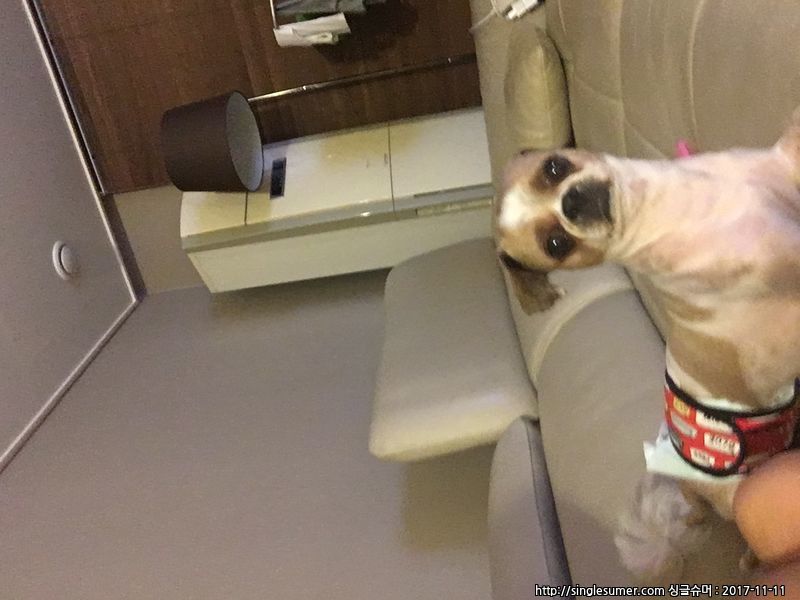 유기동물 발견 신고 | 강아지 고양이 구조 보호중 - 펫찾기 2번째 사진