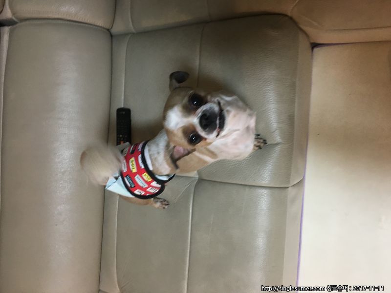 유기동물 발견 신고 | 강아지 고양이 구조 보호중 - 펫찾기 3번째 사진