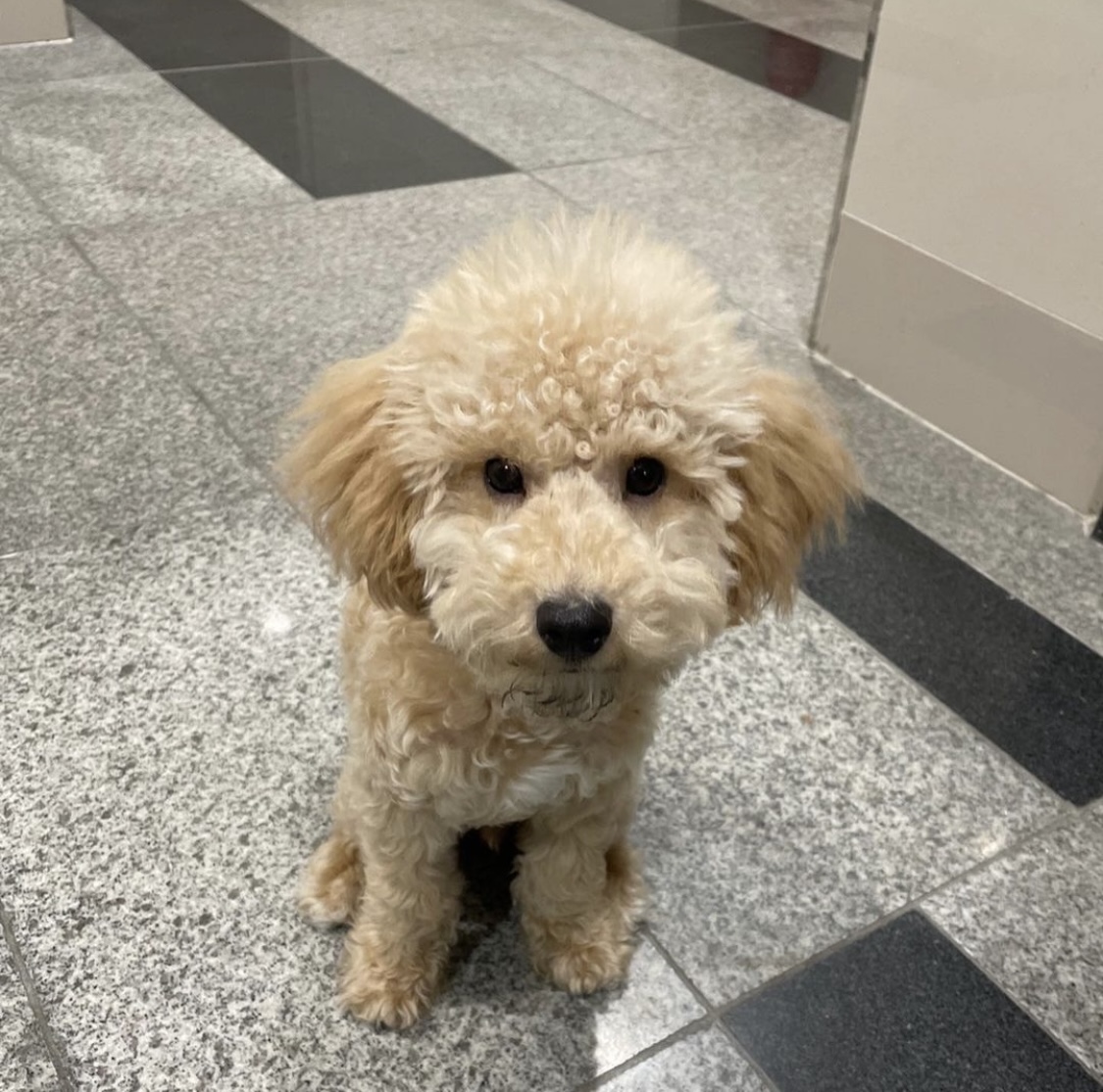 유기동물 발견 신고 | 강아지 고양이 구조 보호중 - 펫찾기 24번째 사진