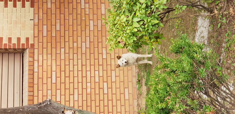 20181022_160644.jpg : 성남시 중원구 상대원초에서 발견