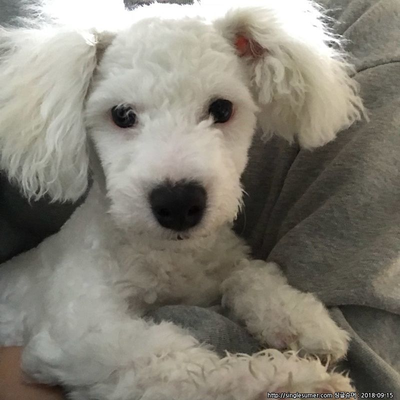 동두천시월드메르디앙근처 2번째 사진