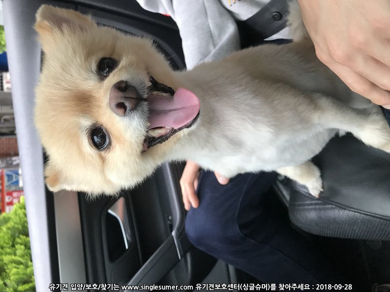 강아지 주인을 찾습니다! (갈색포메)