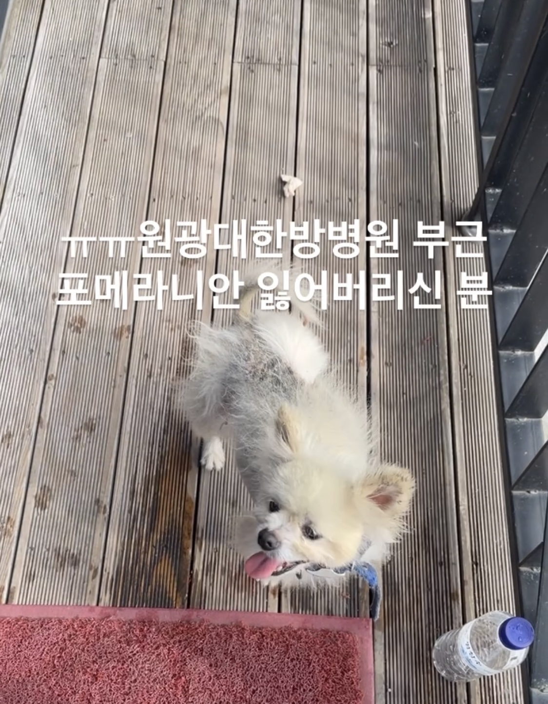유기동물 발견 신고 | 강아지 고양이 구조 보호중 - 펫찾기 23번째 사진