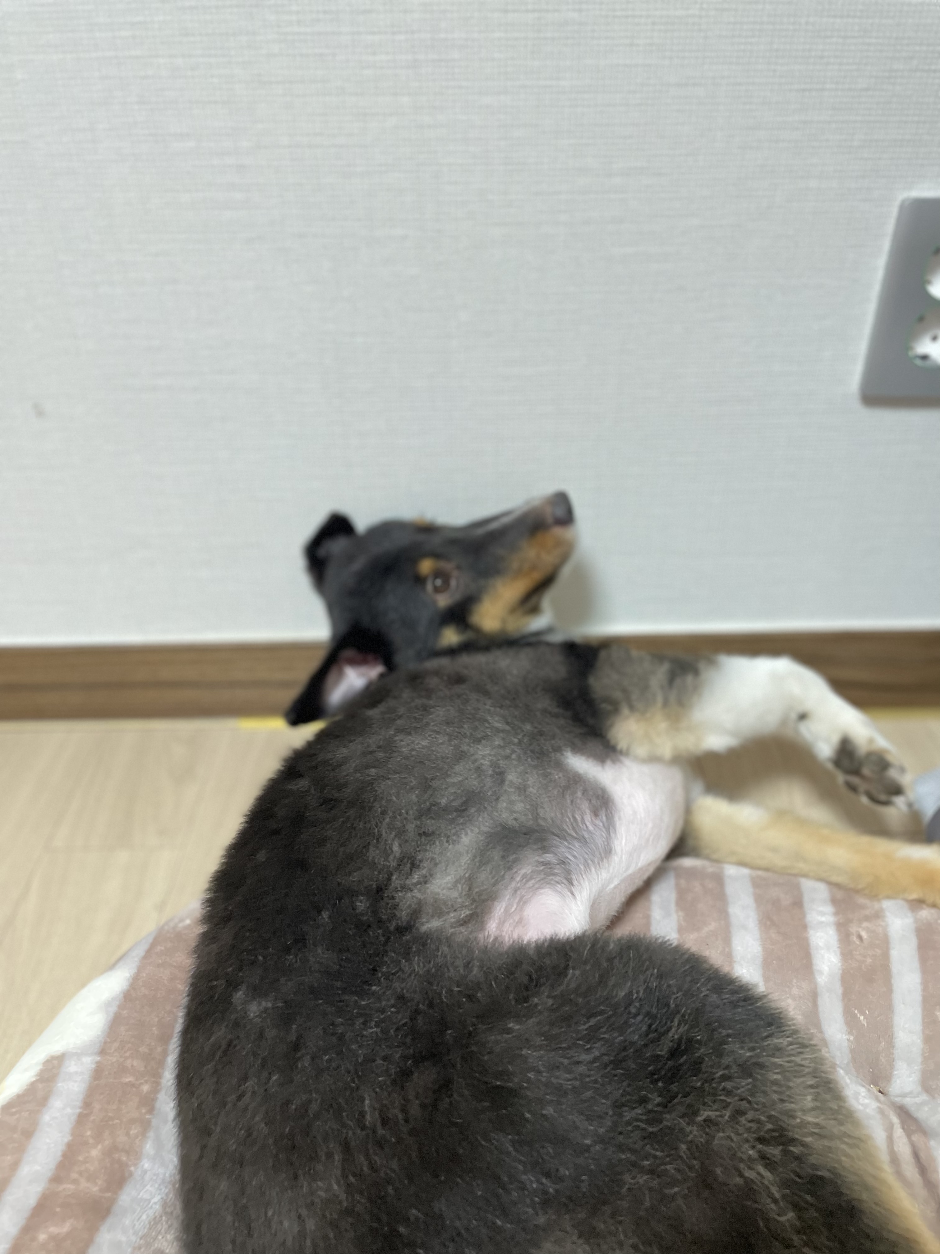 대구 셔틀랜드 쉽독 임보중입니다 5번째 사진