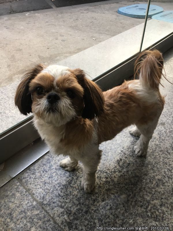 인천 서구 가좌동 시츄 여아 보호중 2번째 사진