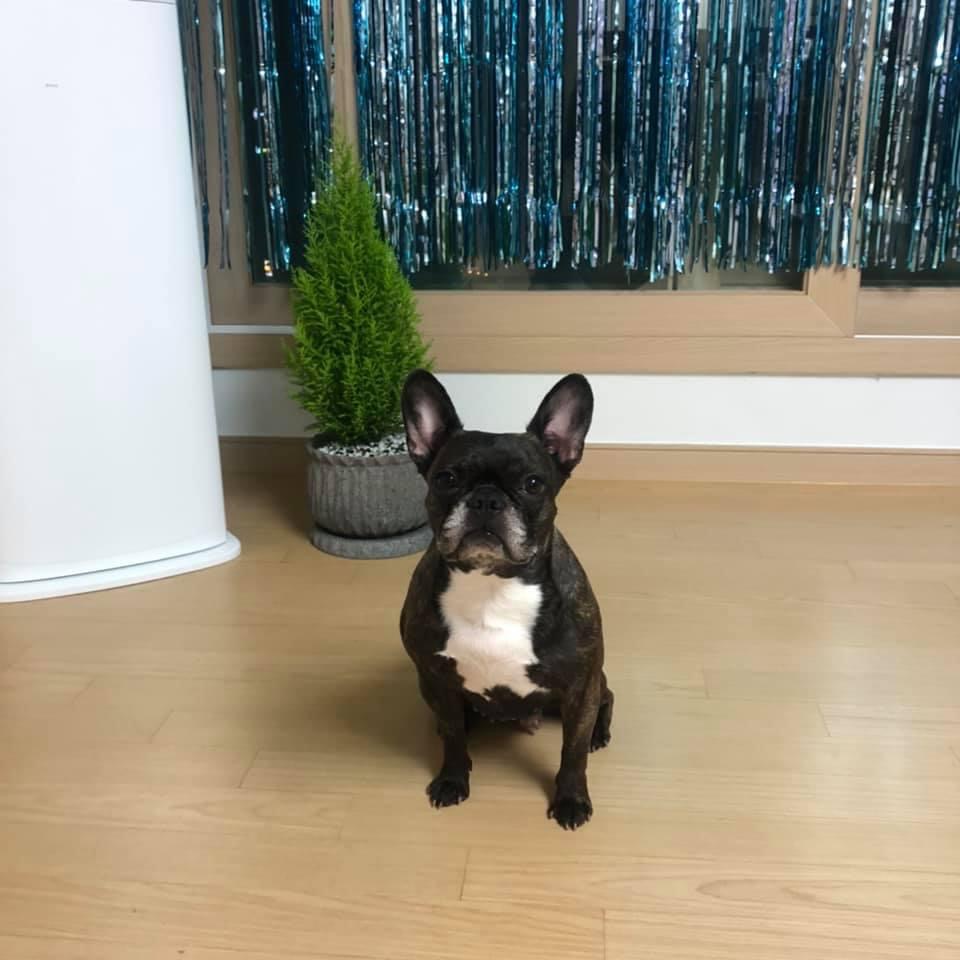 유기동물 발견 신고 | 강아지 고양이 구조 보호중 - 펫찾기 46번째 사진