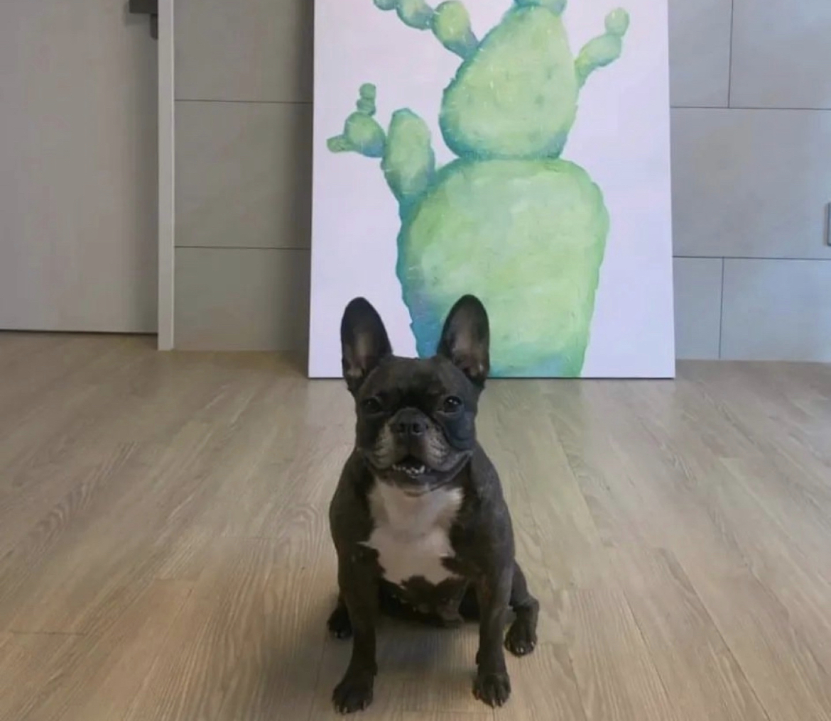 유기동물 발견 신고 | 강아지 고양이 구조 보호중 - 펫찾기 44번째 사진