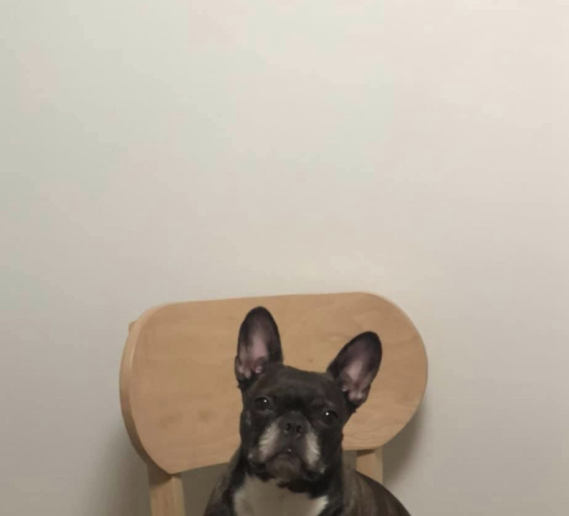 유기동물 발견 신고 | 강아지 고양이 구조 보호중 - 펫찾기 43번째 사진