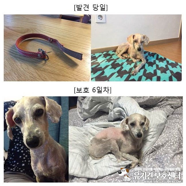 평택역 근처에서 발견한 하얀색 푸들암컷 보호중입니다! 2번째 사진