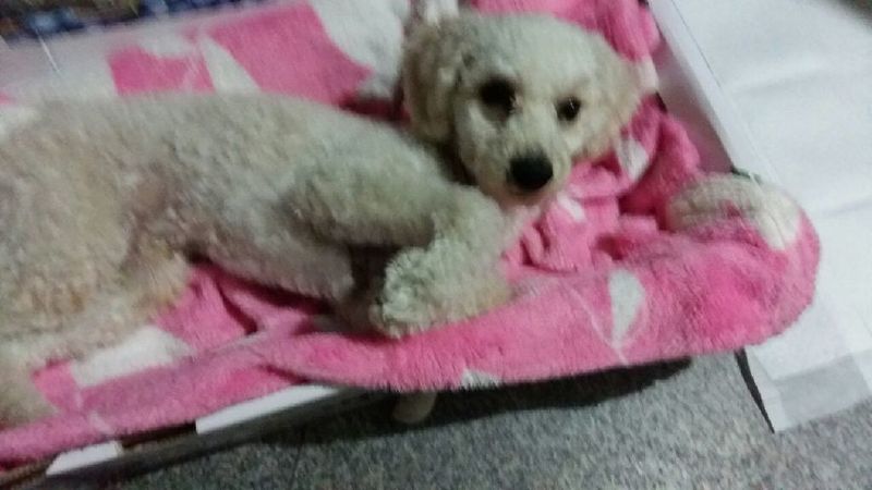 유기동물 발견 신고 | 강아지 고양이 구조 보호중 - 펫찾기 15번째 사진