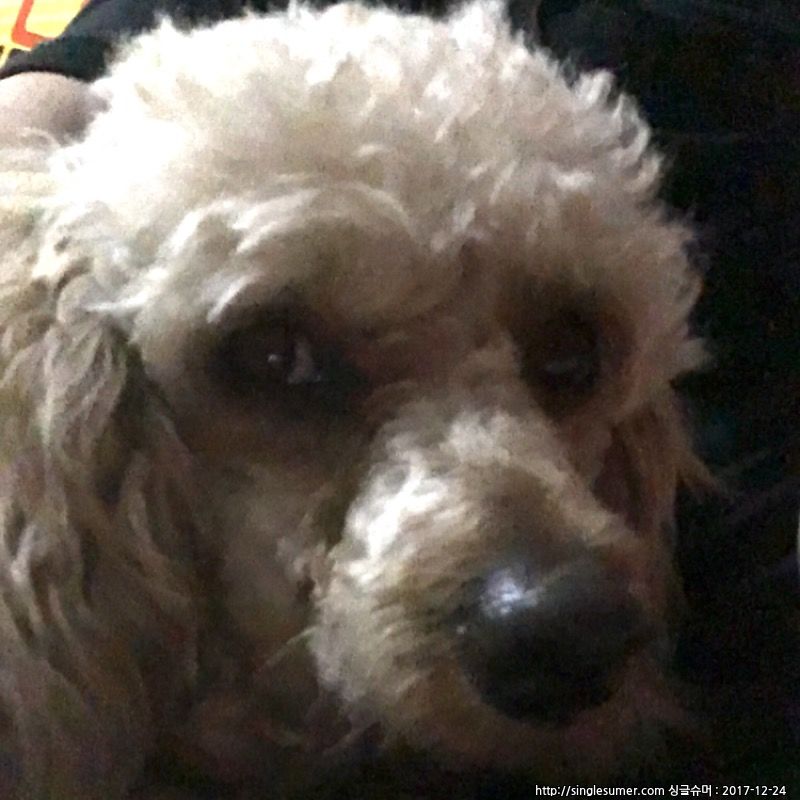 천안 크림푸들 보호중