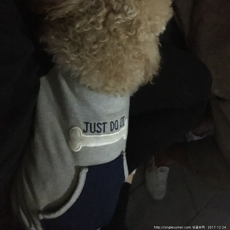 천안 크림푸들 보호중 2번째 사진