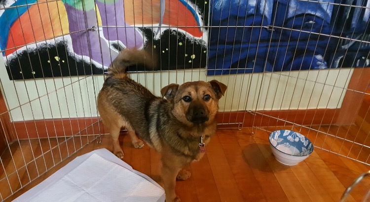 서울 구로5동 거리공원 사거리 수컷 믹스견 - 보호중이예요 - 유기견 보호 센터 - 이미지 2