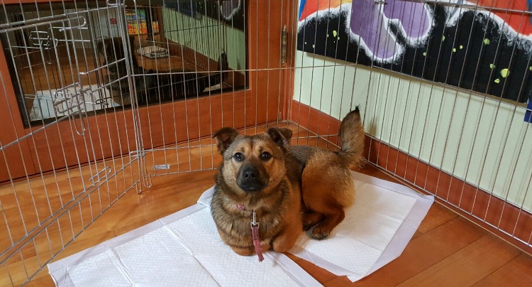 서울 구로5동 거리공원 사거리 수컷 믹스견 - 보호중이예요 - 유기견 보호 센터 - 이미지 1