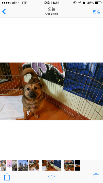 서울 구로5동 거리공원 사거리 수컷 믹스견 - 보호중이예요 - 유기견 보호 센터 - 이미지 3