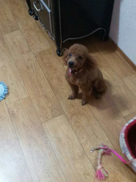갈색 미니어처 푸들을 찾아요!! 2번째 사진