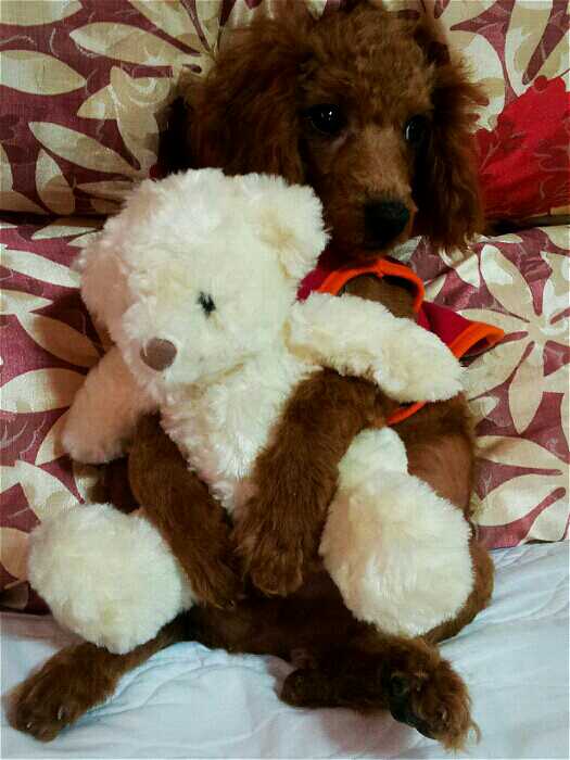 갈색 미니어처 푸들을 찾아요!!