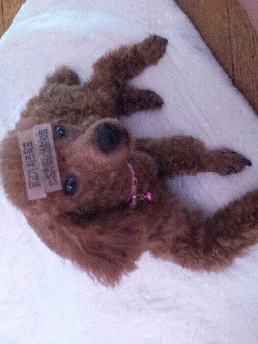 갈색 미니어처 푸들을 찾아요!! 3번째 사진